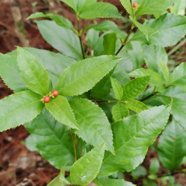 草珊瑚