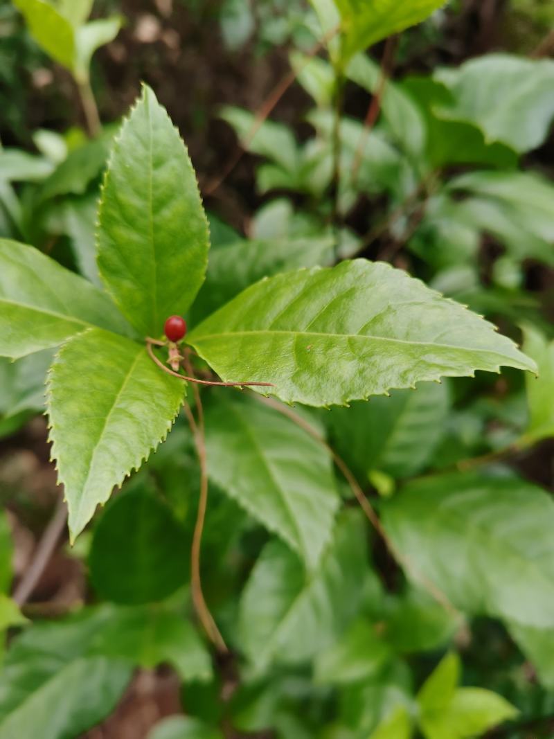 草珊瑚