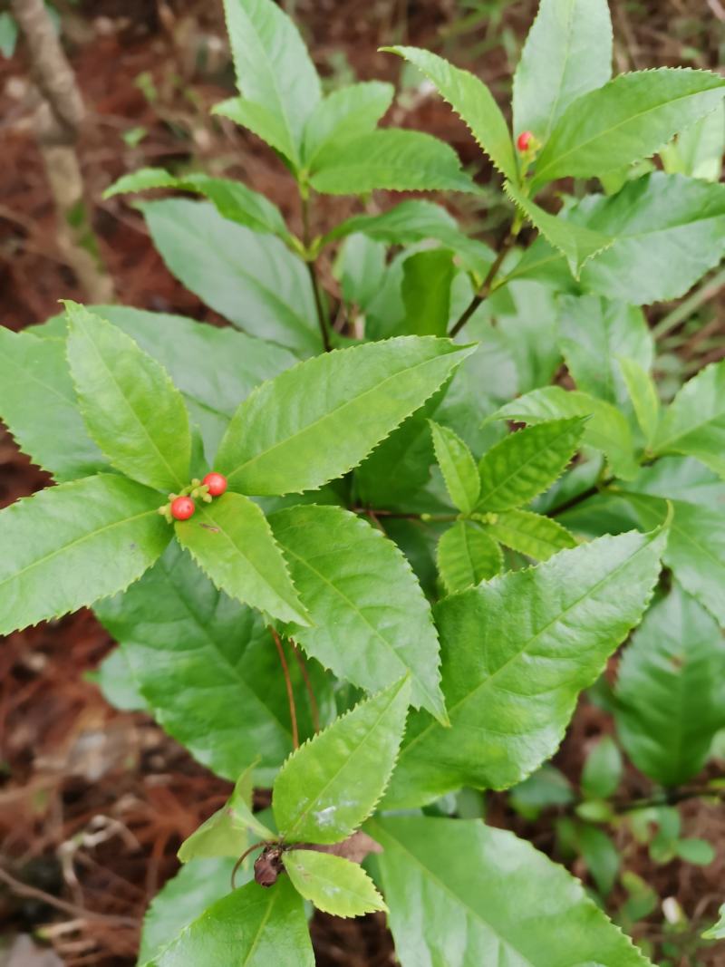 草珊瑚
