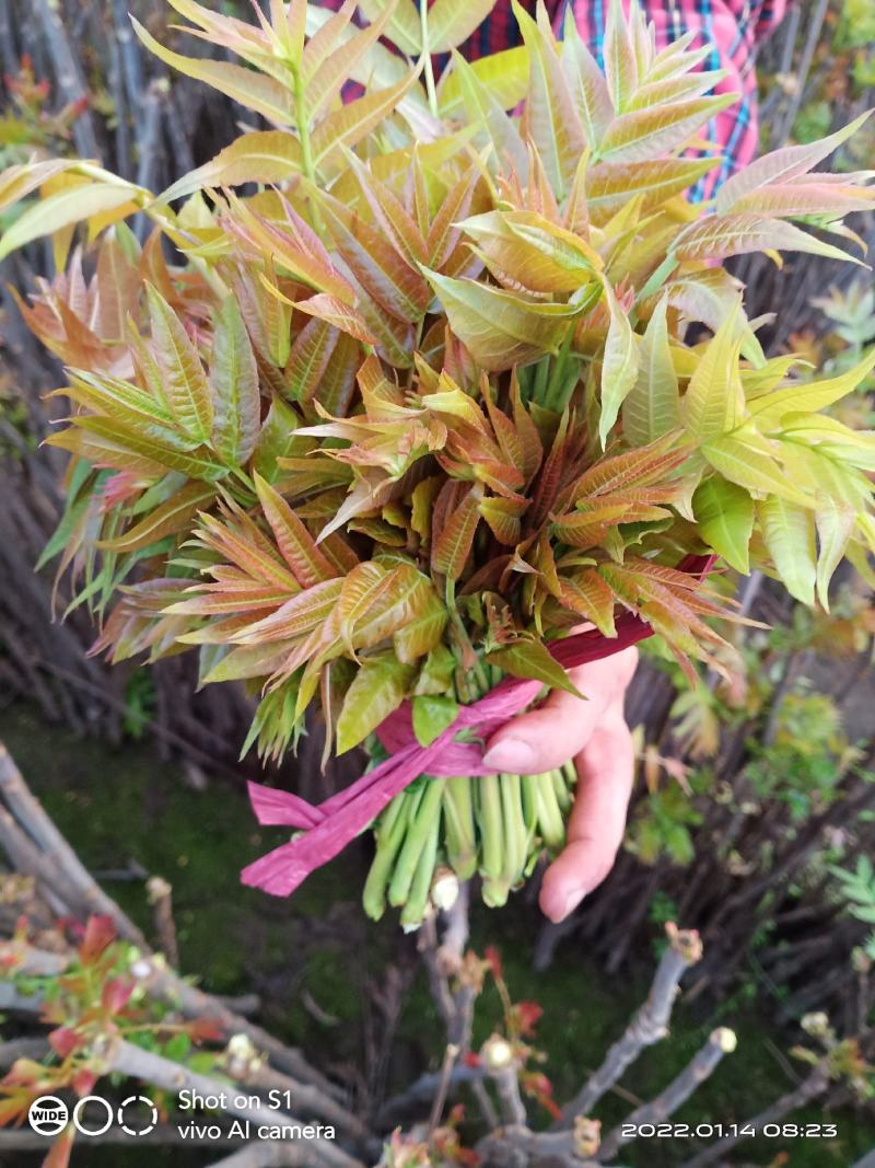 大棚红香椿