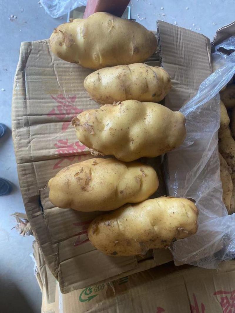 【精选】山东荷兰十五土豆黄皮黄心规格肥硕商超对接