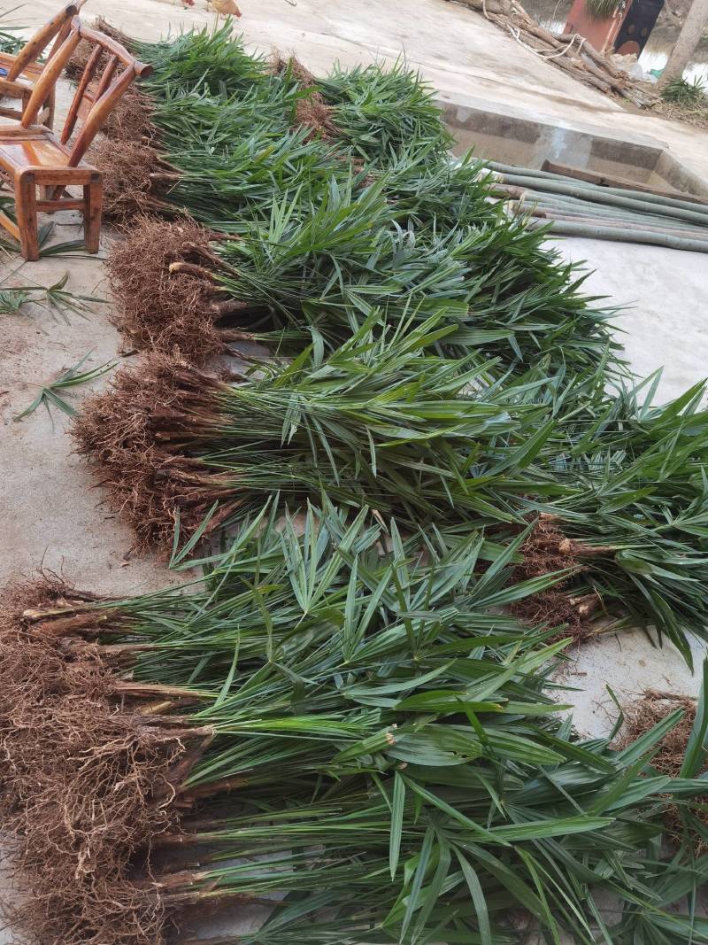棕树苗棕包苗棕树下山苗扇子树四季常青
