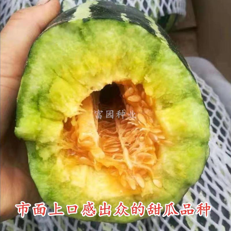 博美洋9号甜瓜种子超甜抗病高产酥脆高糖春季九号甜瓜品种