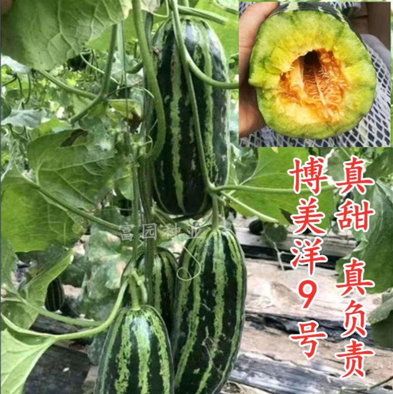 博美洋9号甜瓜种子超甜抗病高产酥脆高糖春季九号甜瓜品种