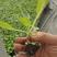 精品甘蓝苗，根系发达，种植容易，可大规模种植