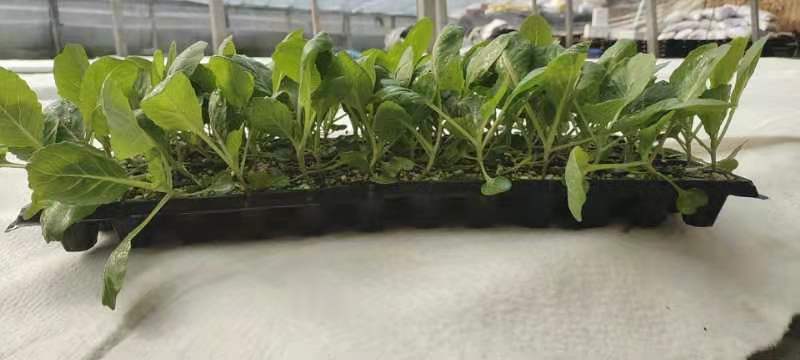 精品甘蓝苗，根系发达，种植容易，可大规模种植
