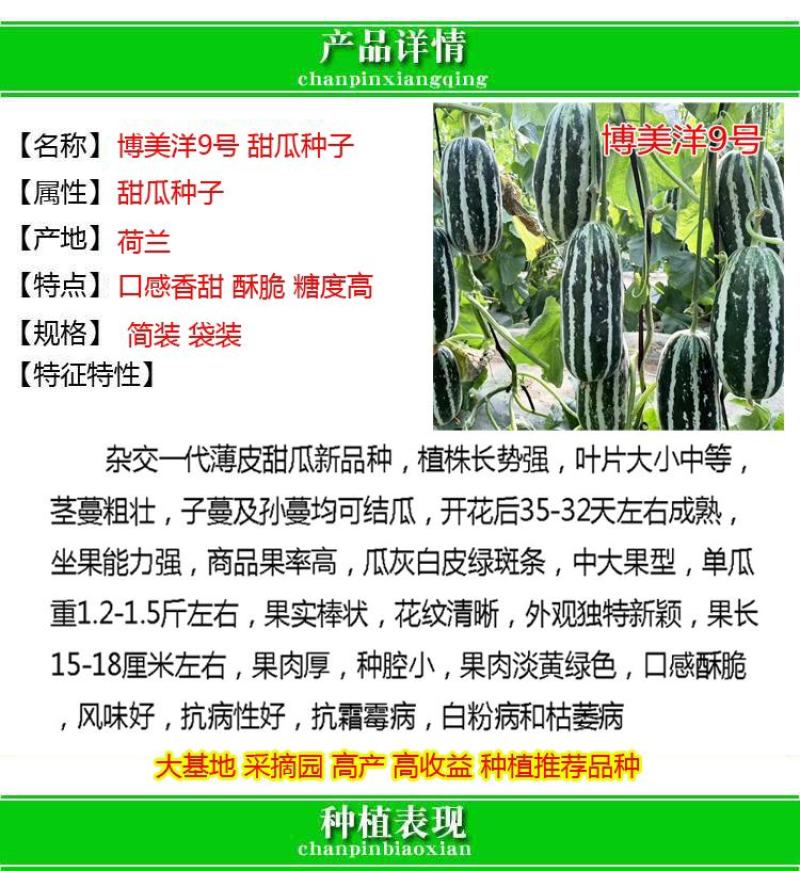 博美洋9号甜瓜种子超甜抗病高产酥脆高糖春季九号甜瓜品种