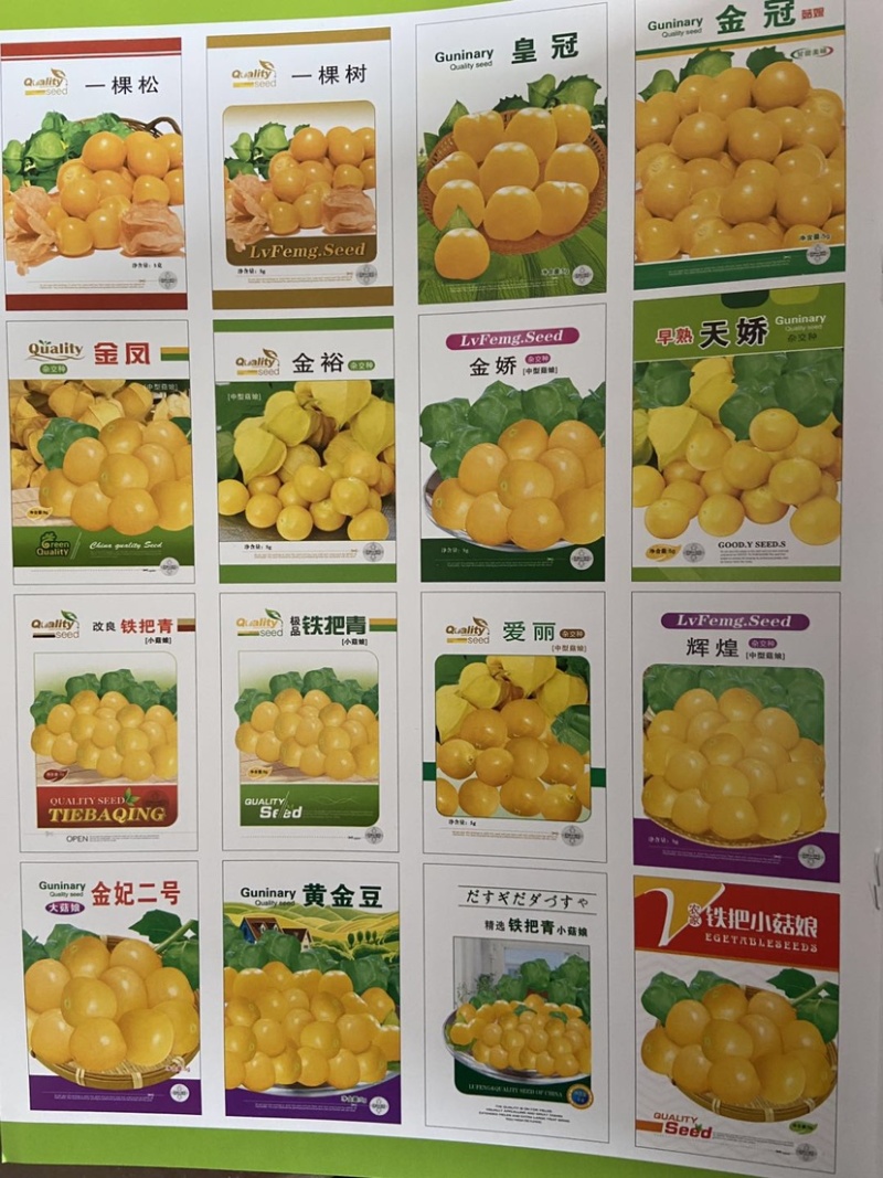 厂家批发菇娘果种子大黄菇娘中菇娘果小菇娘果品种齐全