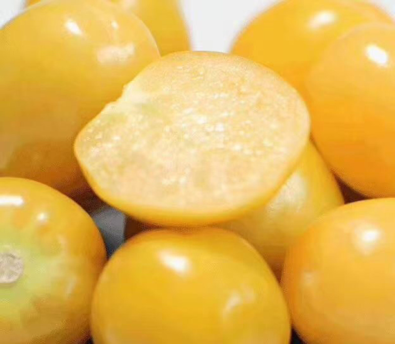 厂家批发菇娘果种子大黄菇娘中菇娘果小菇娘果品种齐全