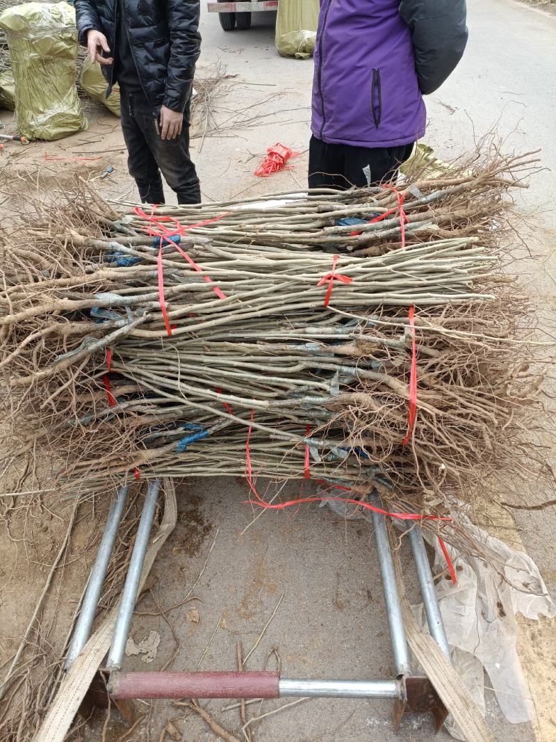 大红袍板栗树苗供应一公分板栗苗价格嫁接苗