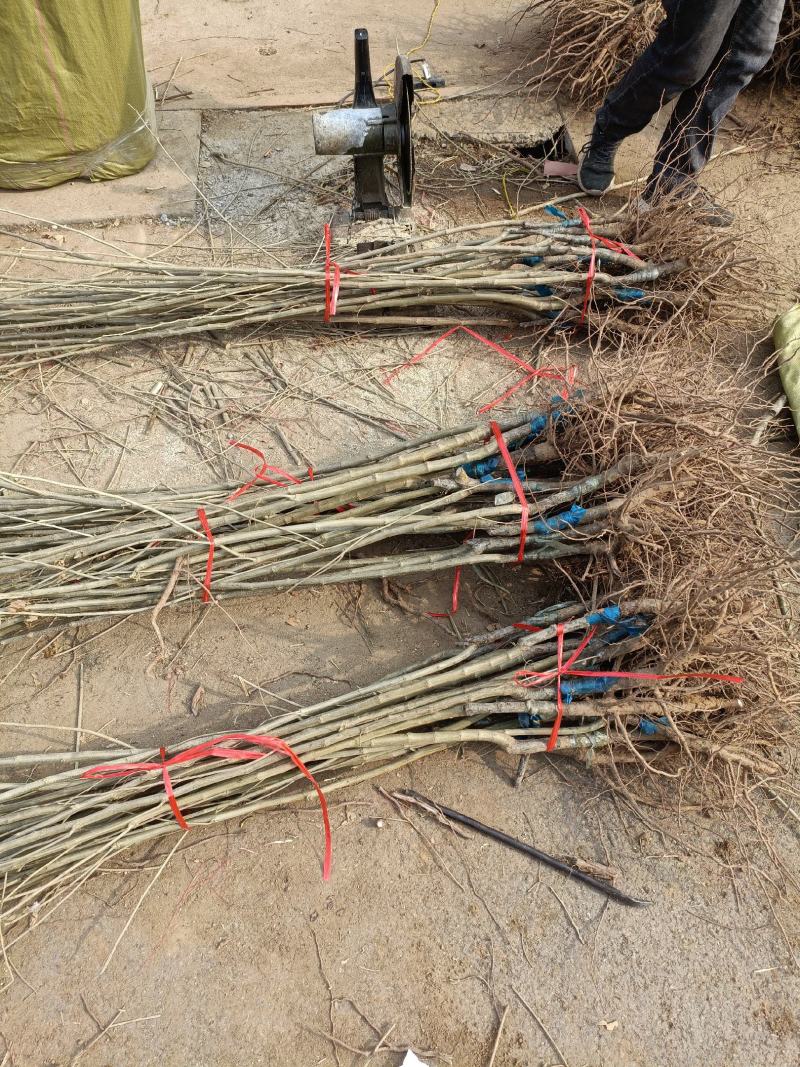 大红袍板栗树苗供应一公分板栗苗价格嫁接苗