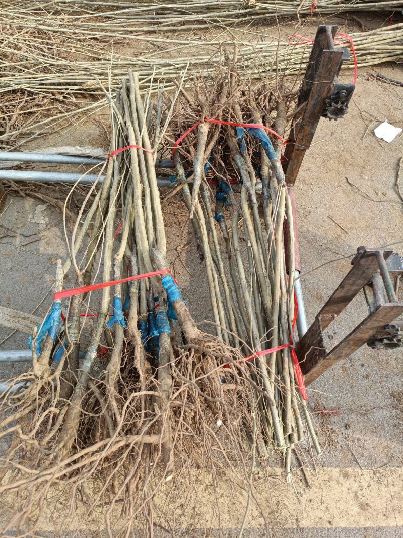 大红袍板栗树苗供应一公分板栗苗价格嫁接苗