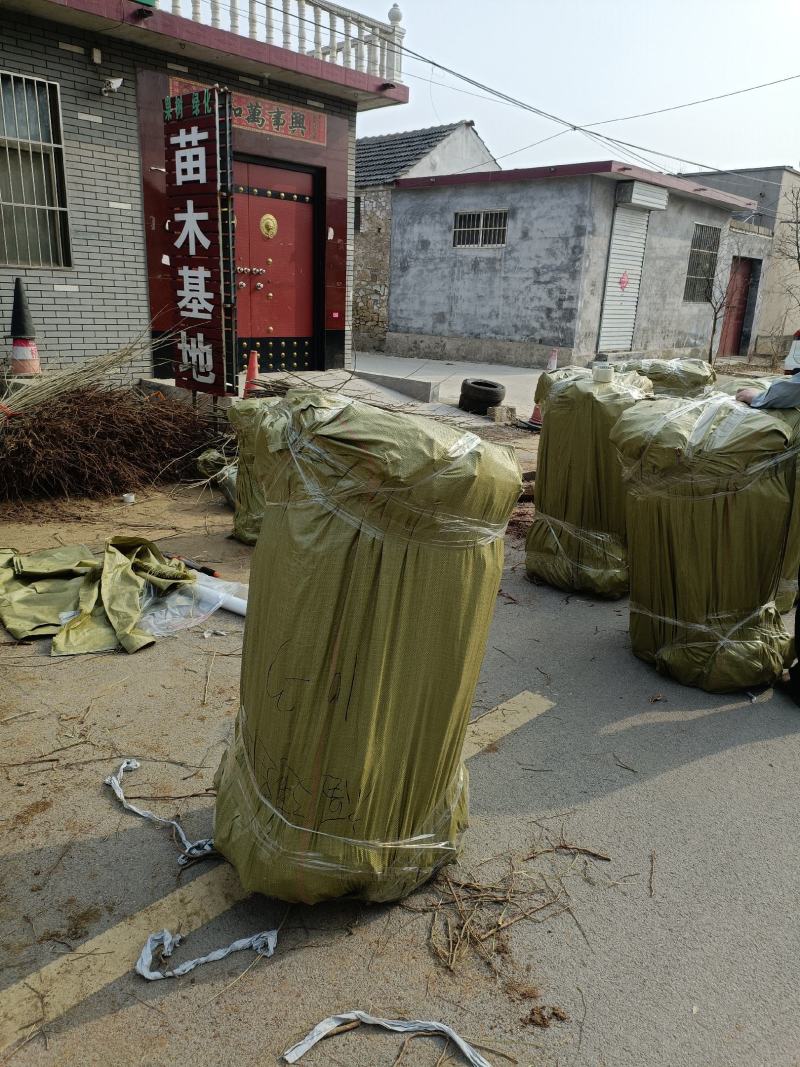 大红袍板栗树苗供应一公分板栗苗价格嫁接苗