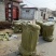 大红袍板栗树苗供应一公分板栗苗价格嫁接苗