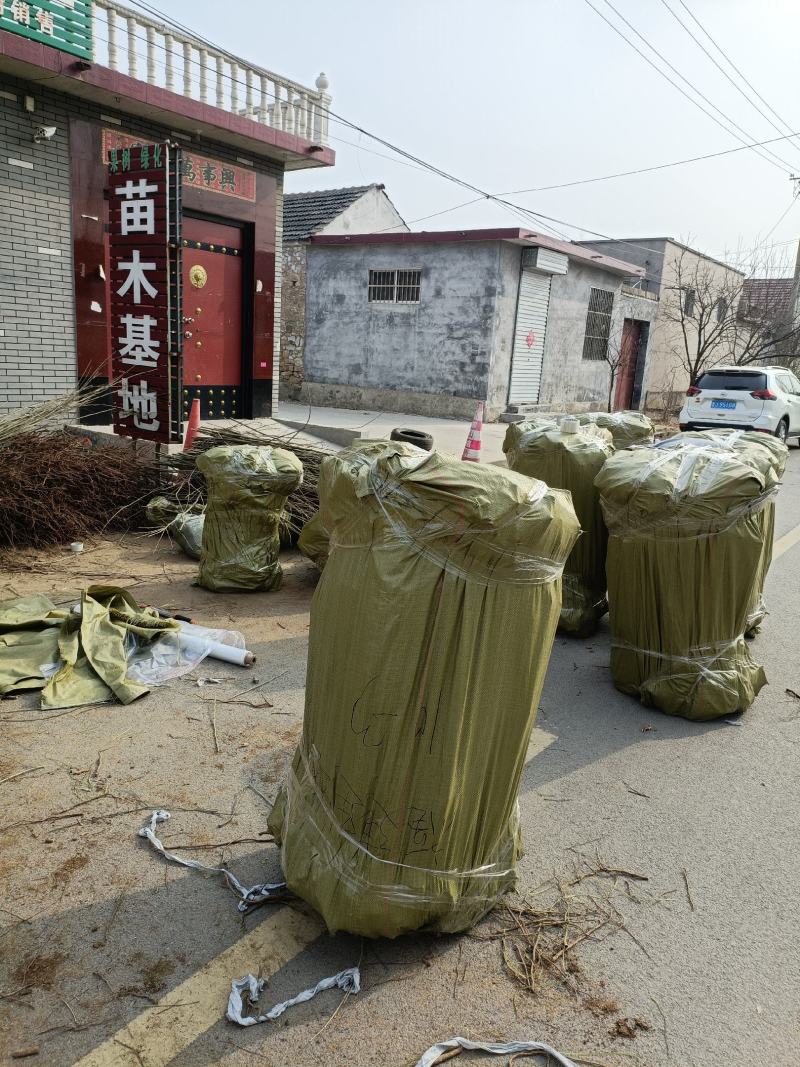 大红袍板栗树苗供应一公分板栗苗价格嫁接苗