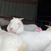 美国白山羊优质品种多胎高产量大从优包运输