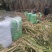 正宗巴西红像草种皇竹草种节基地直供品质保证欢迎选购