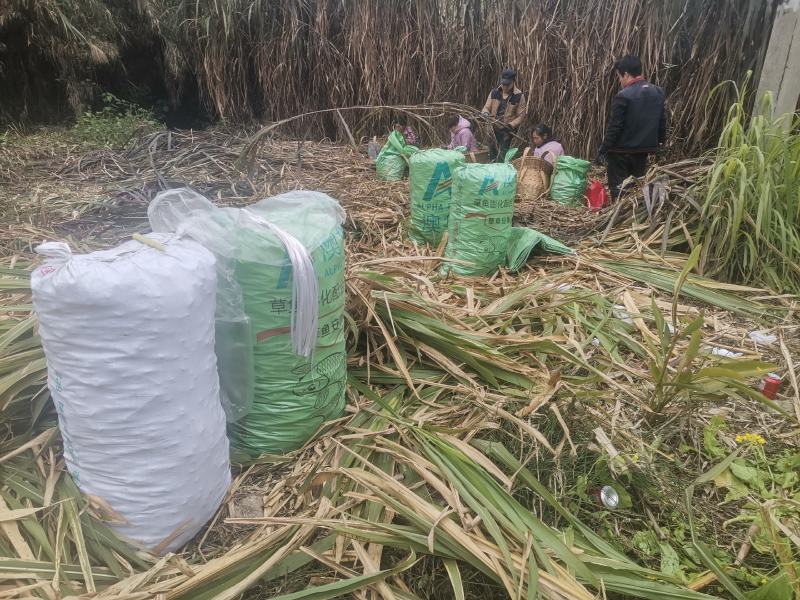正宗巴西红像草种皇竹草种节基地直供品质保证欢迎选购