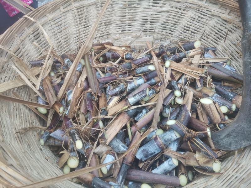 正宗巴西红像草种皇竹草种节基地直供品质保证欢迎选购