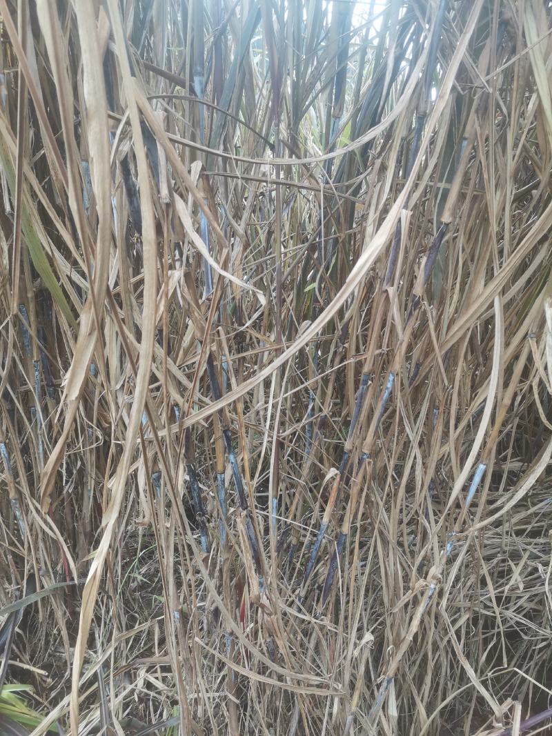 正宗巴西红像草种皇竹草种节基地直供品质保证欢迎选购
