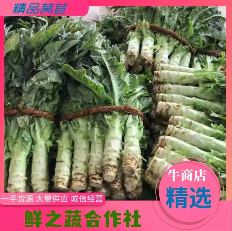 【红叶香莴笋】东台尖叶莴笋万亩基地供货全国发货可视频看货电联
