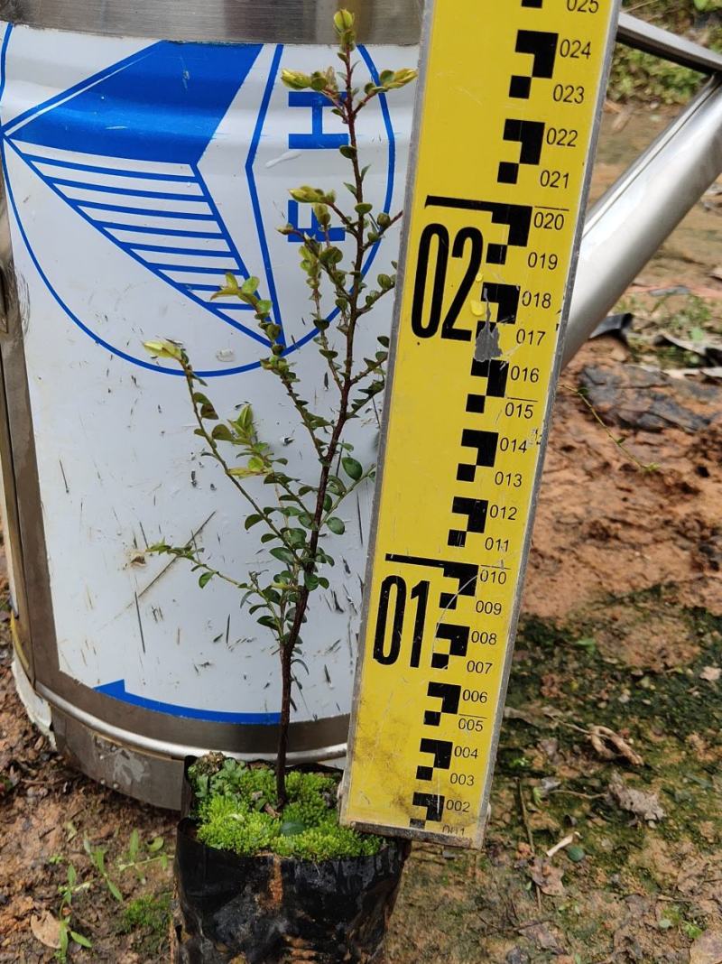台湾小叶紫檀小苗