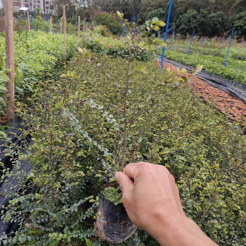 台湾小叶紫檀小苗