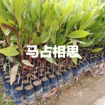 马占相思树苗