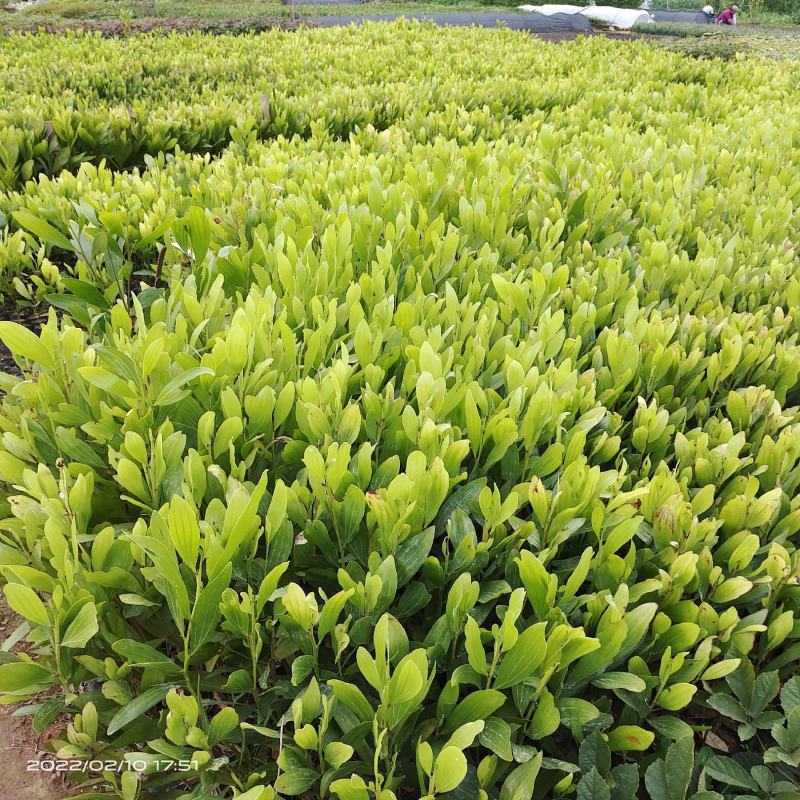 马占相思树苗