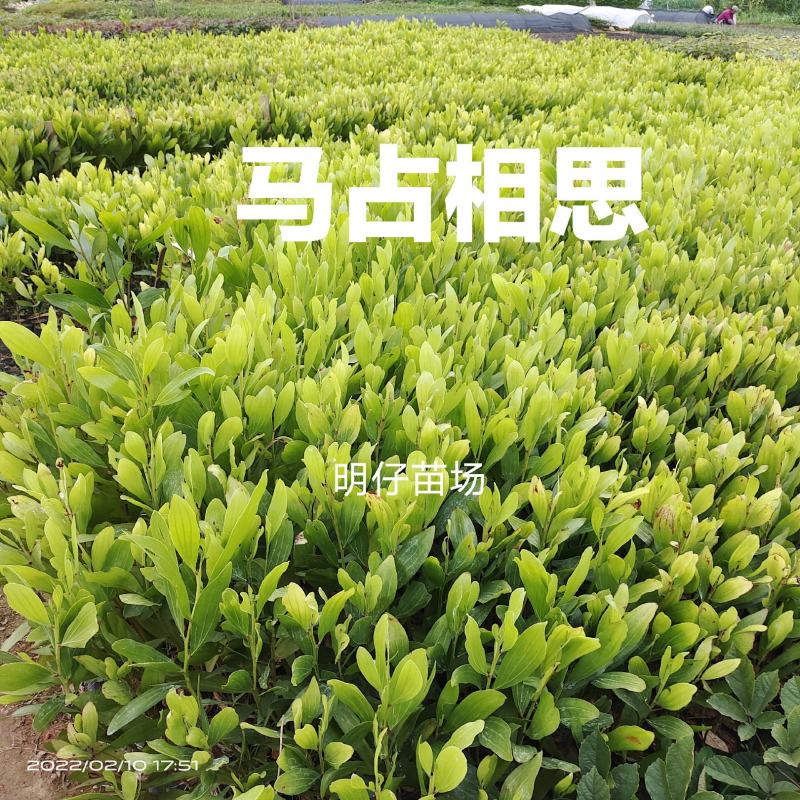 马占相思树苗