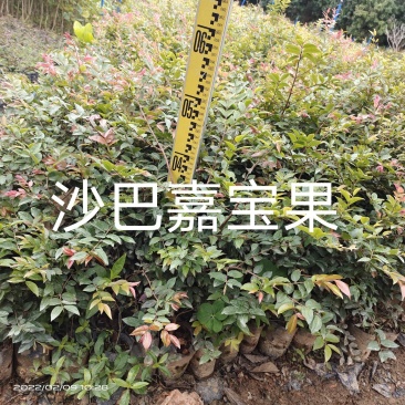 沙巴嘉宝果树苗