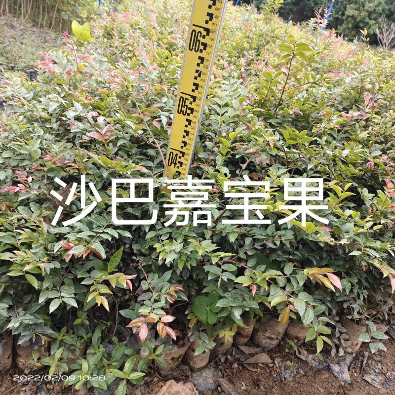 沙巴嘉宝果树苗