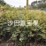 沙巴嘉宝果树苗
