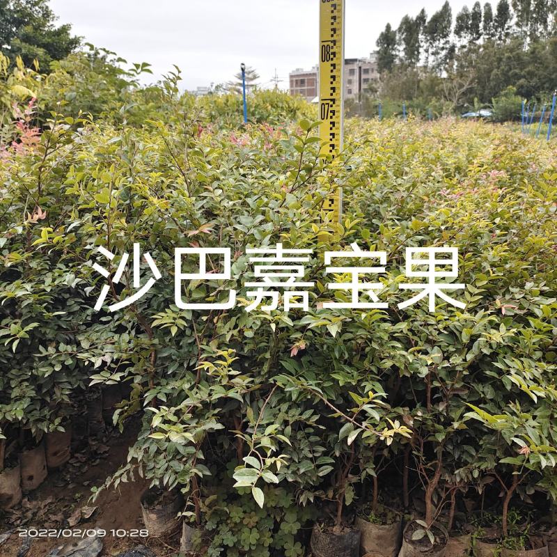 沙巴嘉宝果树苗
