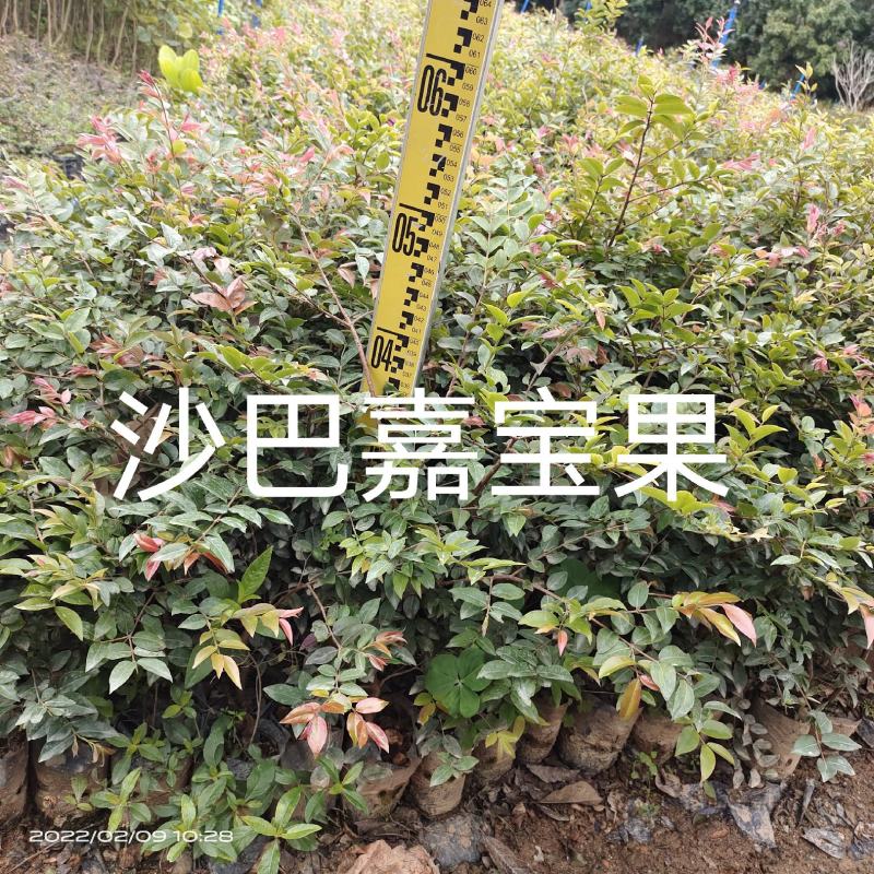 沙巴嘉宝果树苗