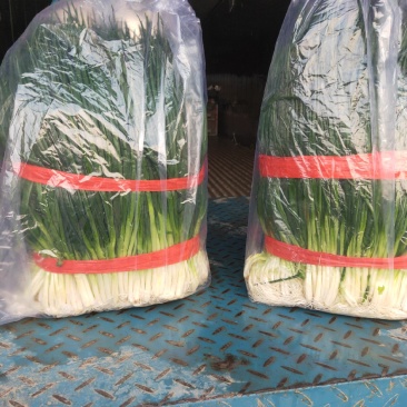 河北邯郸，香葱大量上市质量很好价格美丽，需要的老板联系