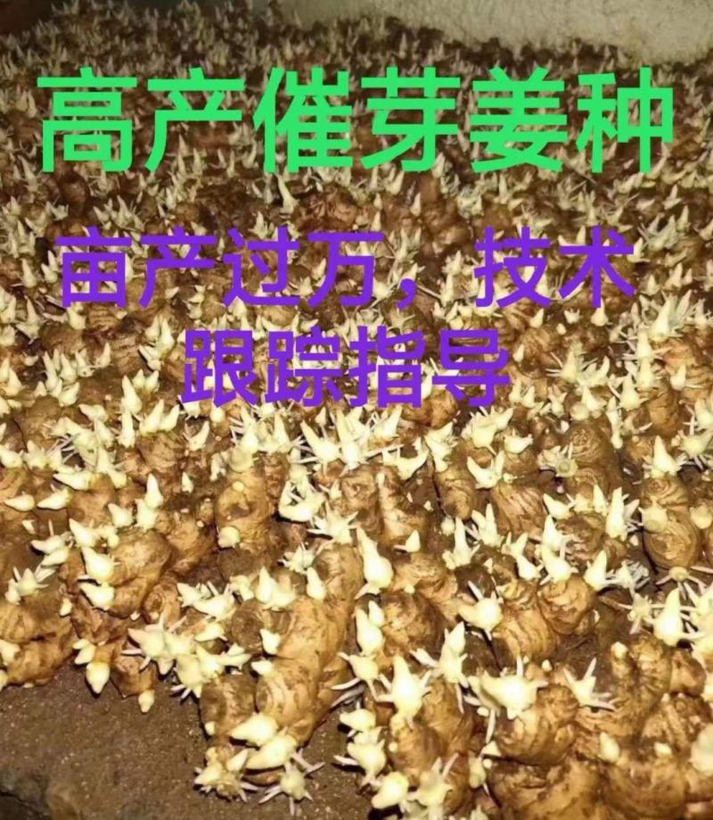 河南生姜【风干姜/沙土姜/水洗姜】保质保量～坏烂包赔