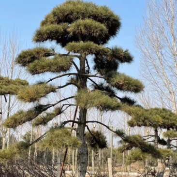 造型景观松，造型油松，黑松，赤松，迎客松等工程用树