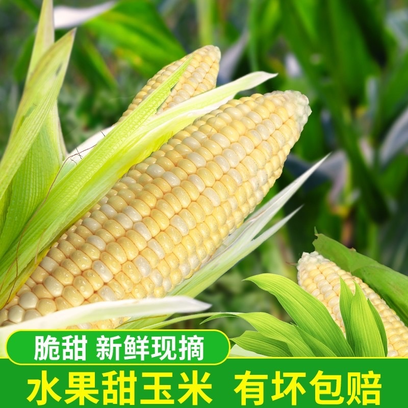 【基地直销】广东玉米。太阳花，广东湛江徐闻县，