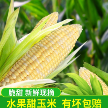 【基地直销】广东玉米。太阳花，广东湛江徐闻县，