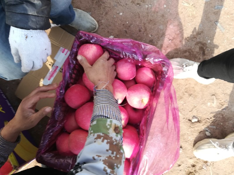 辽宁地区冷库红富士苹果货源充足