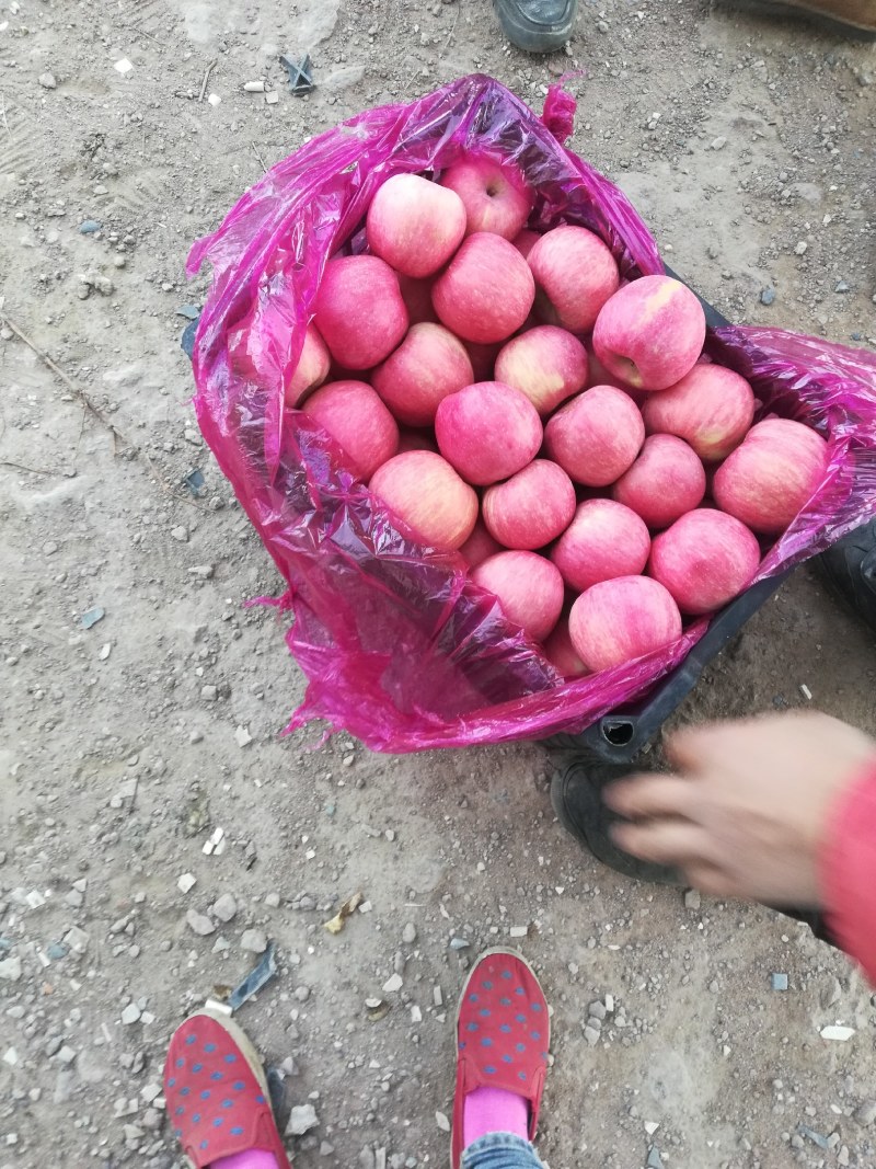 辽宁地区冷库红富士苹果货源充足