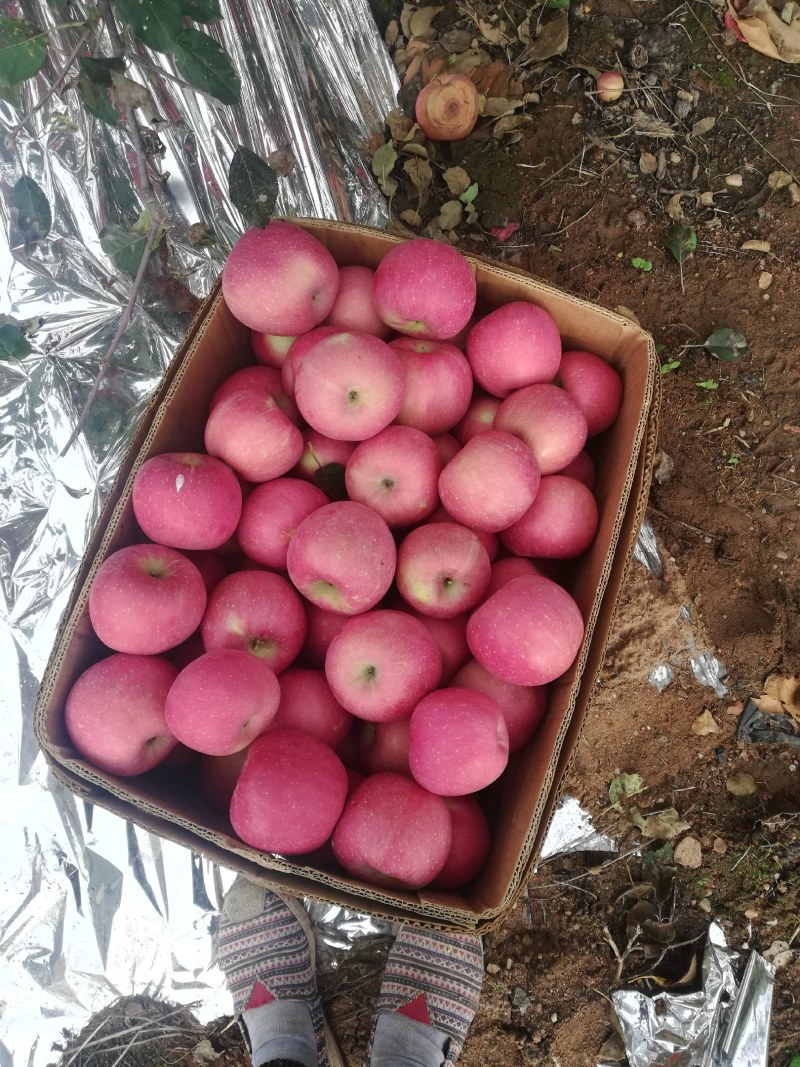 辽宁地区冷库红富士苹果货源充足