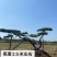 造型景观松，造型油松，黑松，赤松，迎客松等工程用树