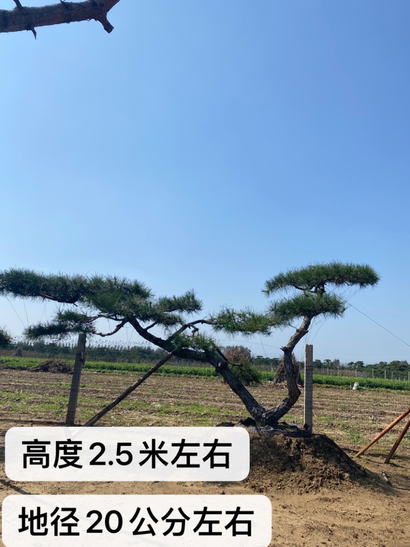 造型景观松，造型油松，黑松，赤松，迎客松等工程用树