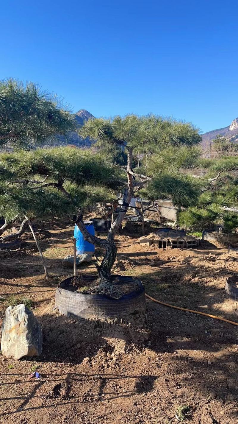 造型景观松，造型油松，黑松，赤松，迎客松等工程用树