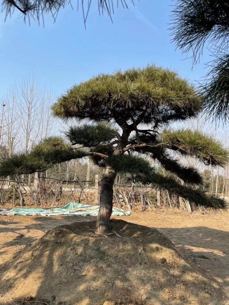 造型景观松，造型油松，黑松，赤松，迎客松等工程用树