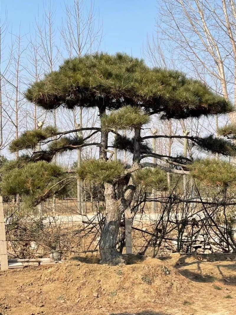 造型景观松，造型油松，黑松，赤松，迎客松等工程用树