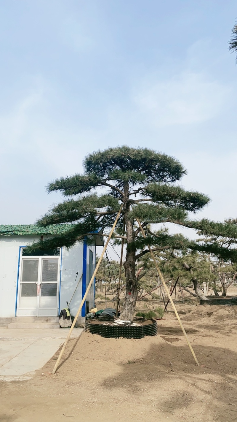 造型景观松，造型油松，黑松，赤松，迎客松等工程用树