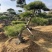 造型景观松，造型油松，黑松，赤松，迎客松等工程用树